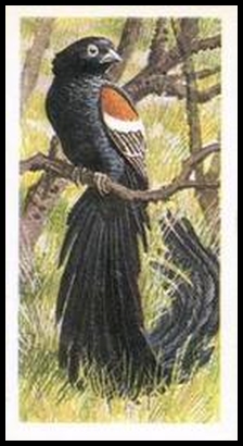 42 Long Tailed Widow Bird